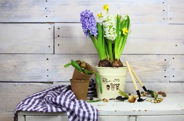 hyacinths and daffodils in a ceramic pot with seedlings and garden tools