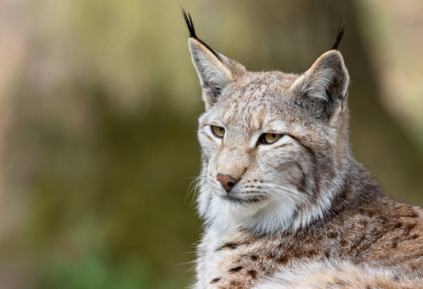 istock Portrait of an Eurasian lynx (Lynx lynx) 668938032