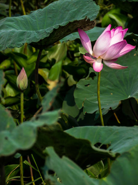 istock Sacred lotus flower 668938550