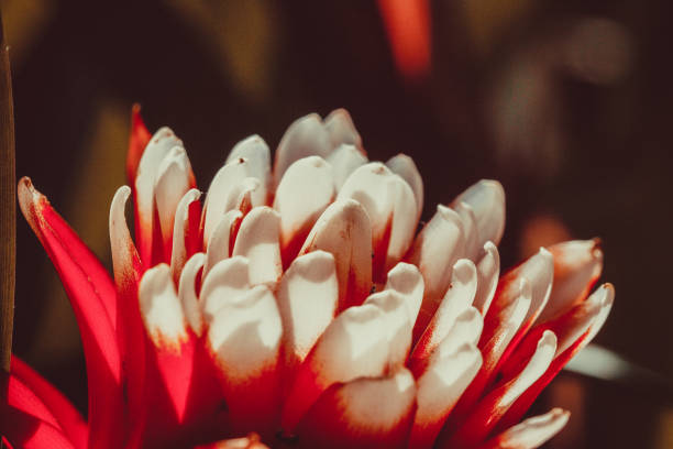 istock flower in greenhouse 668941560