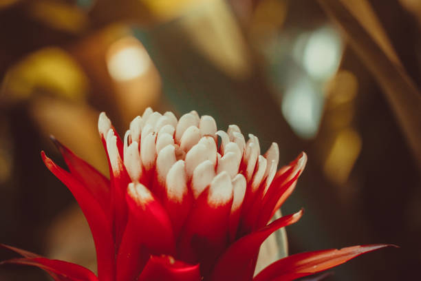 istock flower in greenhouse 668941928