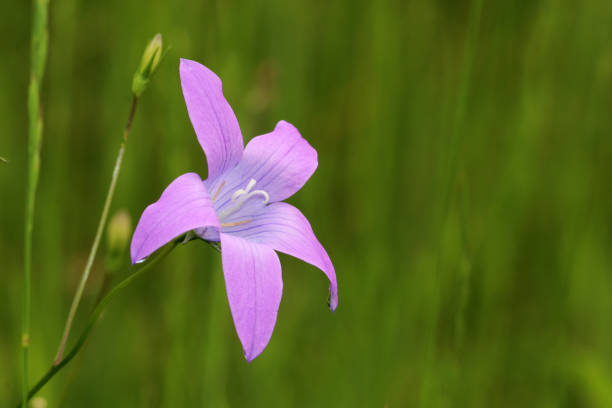 fiore di campana del prato - wiesen glockenblume foto e immagini stock