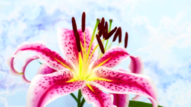 Red lily flower blooming in a time lapse video on a blue background. Time lapse of Stargazer Lilium in motion.