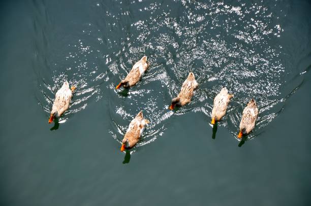 Duck swimming on river few ducks swimming on a river at Huangshan province, China duck wading animal foot duckling stock pictures, royalty-free photos & images