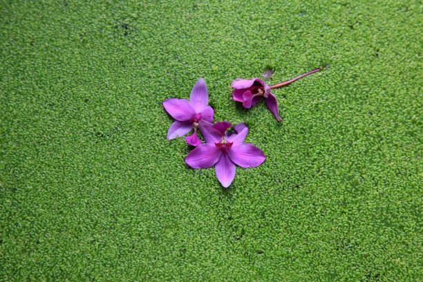 Abstract image of violet flowers on green Salvinia background