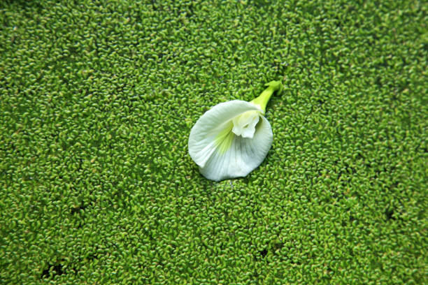 Abstract image of a flower on green Salvinia background
