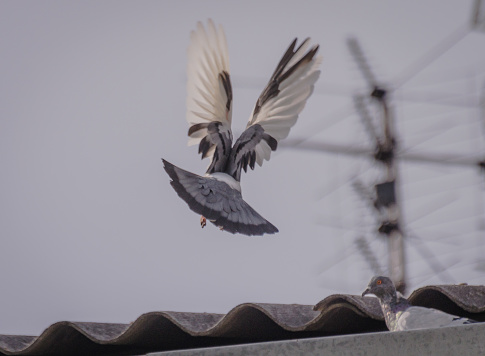 Dove takes off from the roof