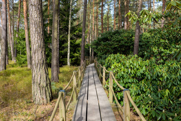 istock Rhododendron flowers park before blooming 668959294