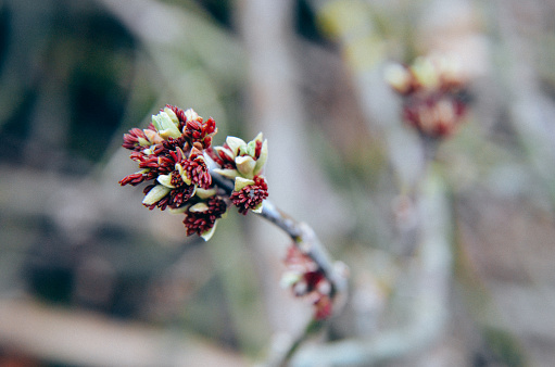 Acer negundo Box elder, boxelder maple, ash-leaved maple flower blooming in early spring. Honey plants of Ukraine.