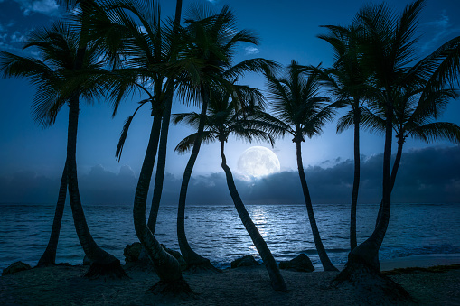 Beautiful full moon reflected on the calm water of a tropical beach with palm trees