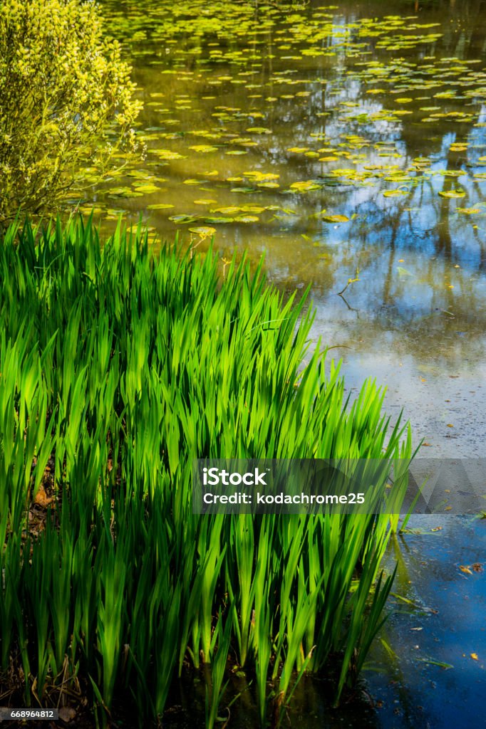 Rivière  - Photo de Nénuphar libre de droits