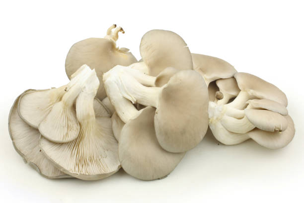 istock Oyster mushroom  Isolated on White Background 668965546