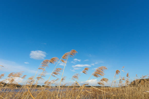 Pampas Grass Against the Sky. Taken in Kashiwa City, Chiba Prefecture in Japan.