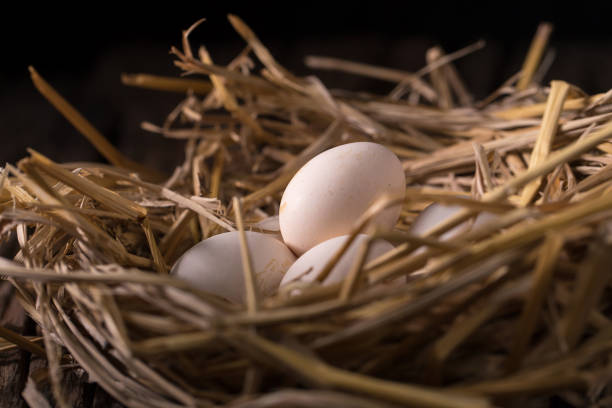 istock Chicken eggs in the straw in the morning light 668990522