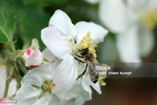 Apple Tree Blossom With Bee Stock Photo - Download Image Now - Essen - Germany, Germany, Horizontal