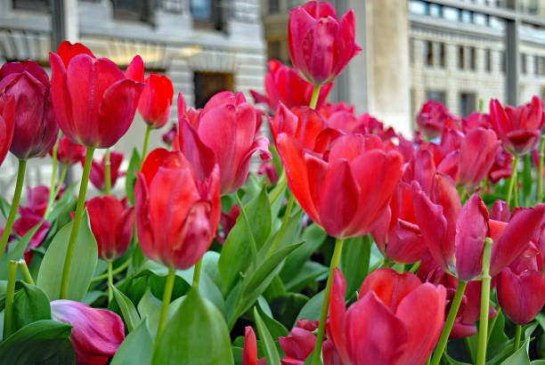 istock red tulips in urban landscape 668993904