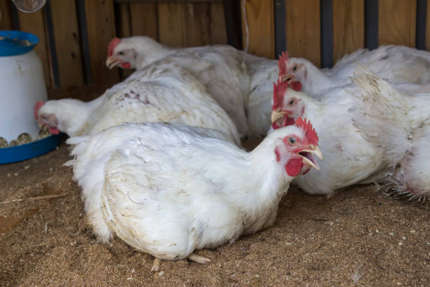 istock Broiler chickens in homemade chicken house 2 668996436