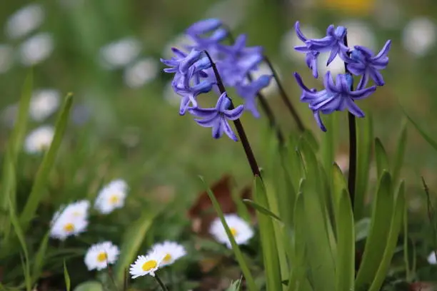 Hyacinth and daisies