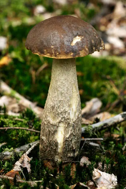 Edible mushroom