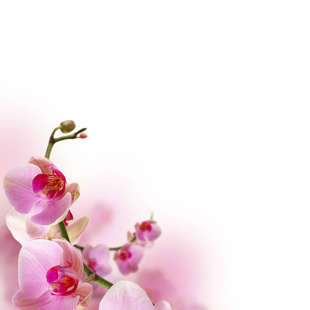 Orchid flowers, beautiful floral border