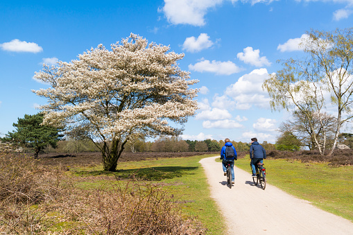 Two boys riding bicycles on cycle path of heathland Zuiderheide in spring, Gooi, Netherlands