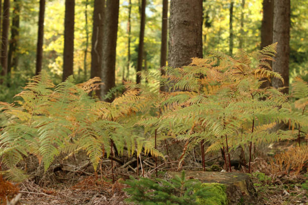 vista - herbstwald fotografías e imágenes de stock