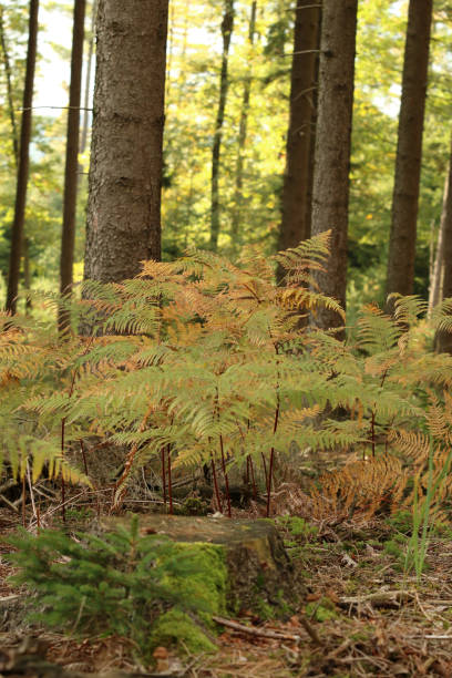 森の中のシダ - herbstwald ストックフォトと画像