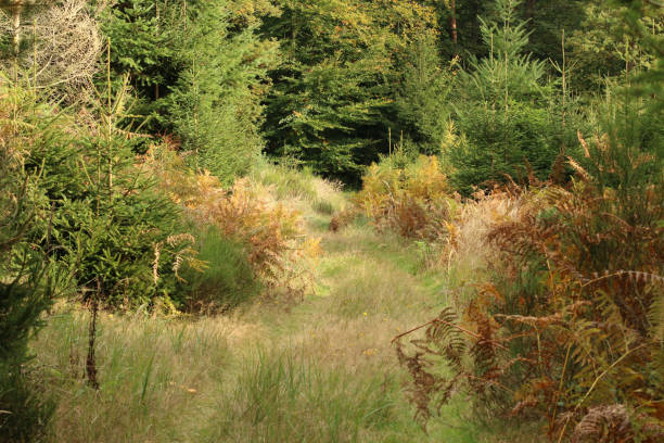 claro en bosque mixto - herbstwald fotografías e imágenes de stock