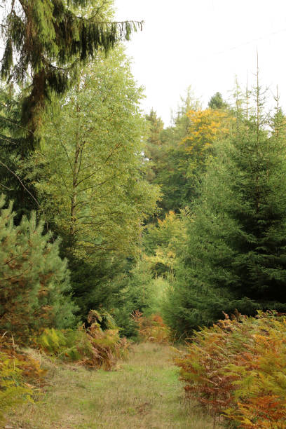 mezclado - herbstwald fotografías e imágenes de stock