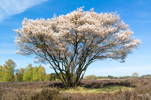 istock Serviceberry tree in bloom, heath, Netherlands 669002962