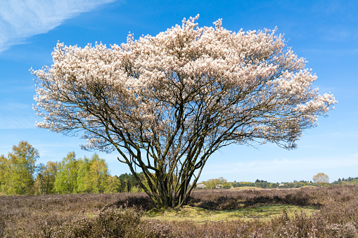 Blooming Amelanchier lamarkii tree with white flowers in spring, heathland near Hilversum, Netherlands