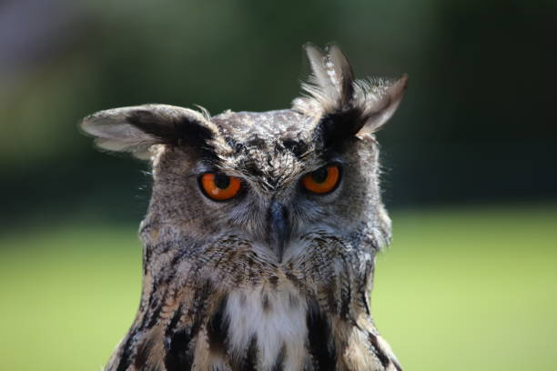 istock Owl photo taken at a fun day event 669002992