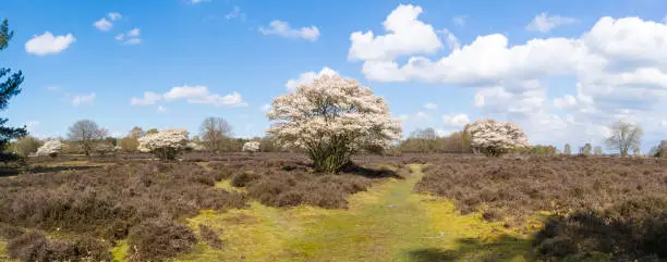 Panorama of heathland with white blossom of blooming Amelanchier lamarkii trees in spring, Gooi, Netherlands