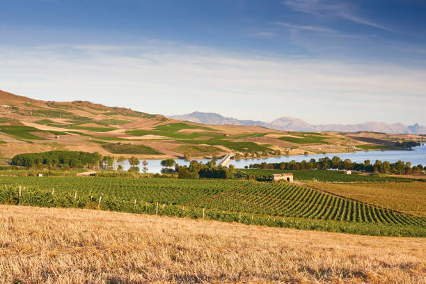 istock Agriculture field - Sicily, Italy 669005866
