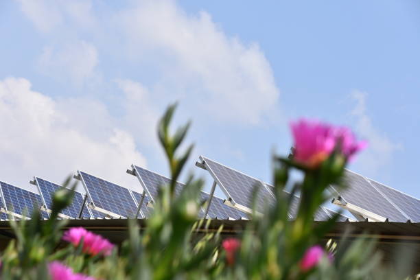 Flowers near a solar roof