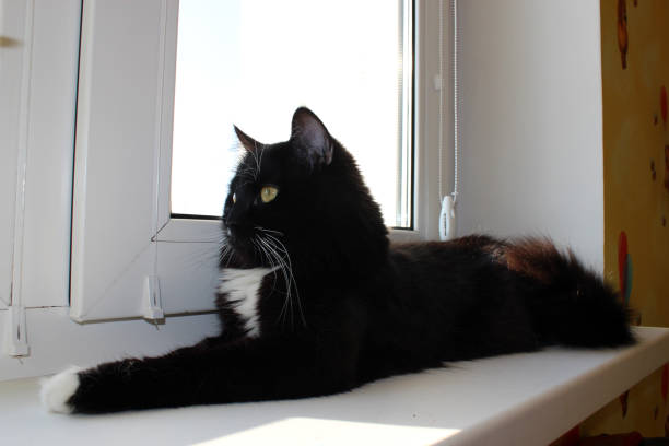 istock black cat lays on the window-sill 669006760