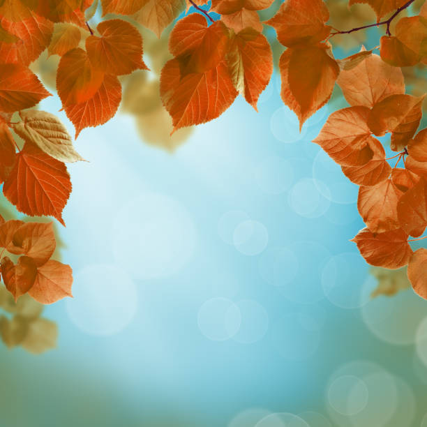 istock Autumn background with leaves 669007058