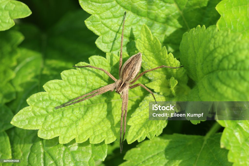 Listspinne Spider species Arachnid Stock Photo