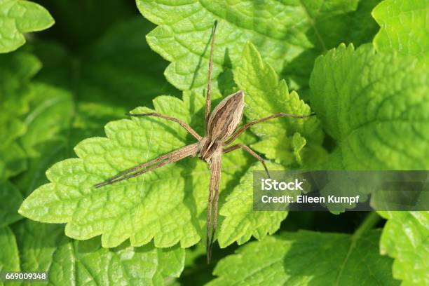 Listspinne Stock Photo - Download Image Now - Arachnid, Beauty, Brown