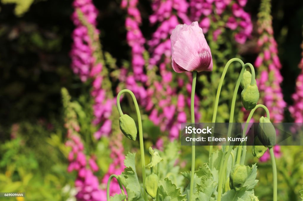 Stuffed poppy Mohnblüte Germany Stock Photo