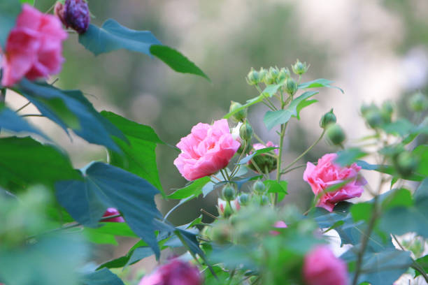 istock Hibiscus mutabilis open at day time 669010086
