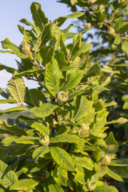 Tree with green medlars Tree with green medlars. Selective focus and shallow dof. misspelled stock pictures, royalty-free photos & images