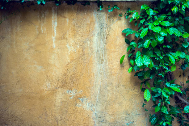 istock Old cement wall texture and green leaf ivy 669015666