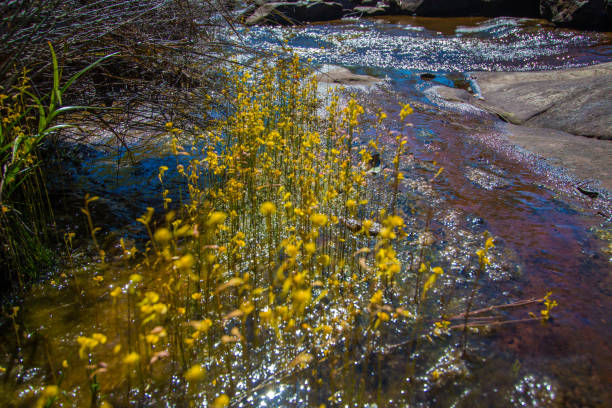 istock yellow flowers in water 669016130
