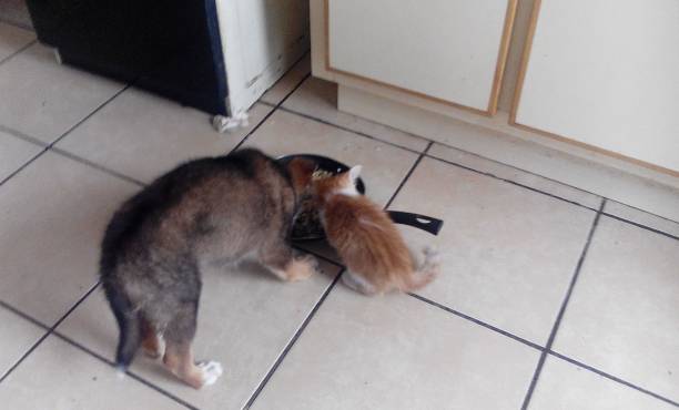 istock Puppy and kitten share meal 669022422