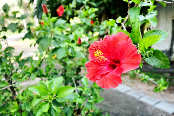 istock Hibiscus flower in garden. 669022620