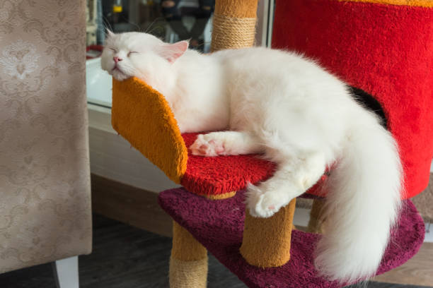 istock White Persian Cat on armchair 669025072