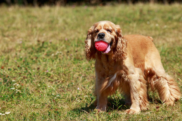 istock the dog breed American Cocker Spaniel 669025730