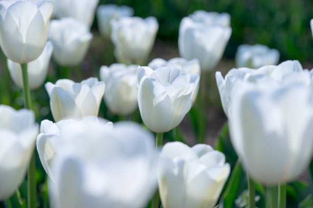 istock Tulip.  colorful tulips. tulips in spring. 669025934