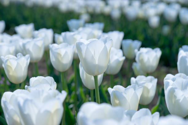 istock Tulip.  colorful tulips. tulips in spring. 669025944